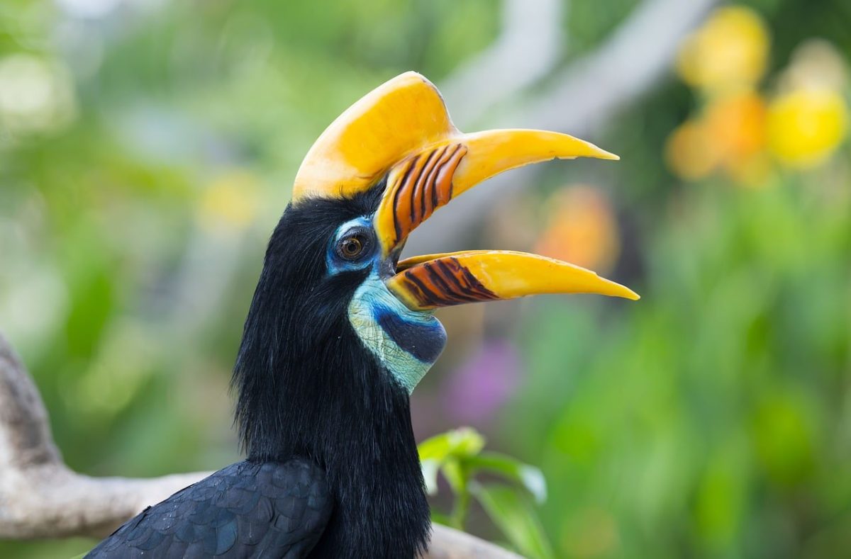 indonesia, indonesian wildlife, bird, exotic bird, bird photography, nature, wildlife photography, southeast asia, ornithology, southeast asian birds, nature photography, birdwatching, colorful plumage, tropics, avian, endangered, conservation, tropical nature, tropical birds, street photography