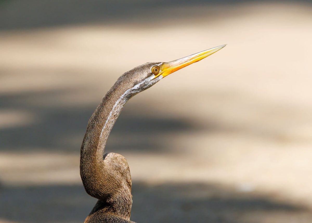 bird, wild bird, bird photography, darter, indonesia, wildlife, tropical animals, nature, nature photography, birdwatching, ornithology, hornbill, biology, colors of nature, asian birds, ornithologist, glider, long neck, tropical bird, southeast asian animals