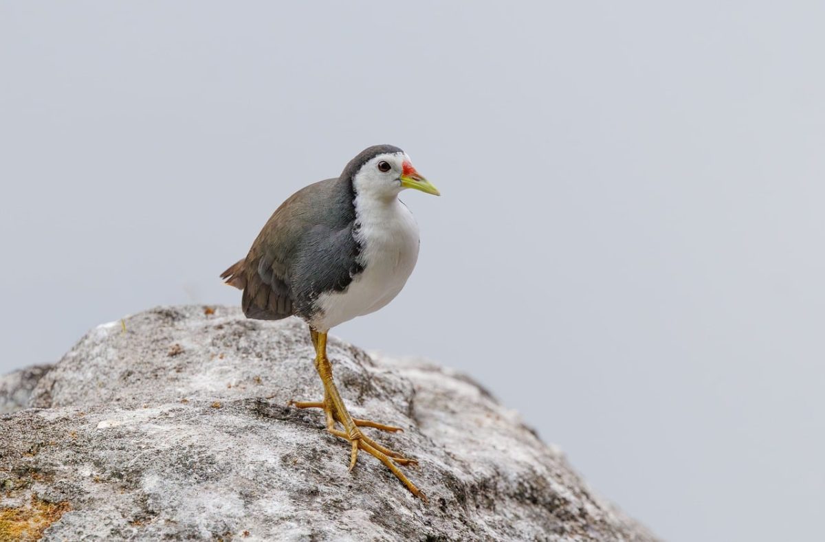 bird, nature, nature photography, wild bird, exotic bird, view, small bird, safari, avian, birdwatching, indonesia, asian, fauna, tropical, animal, rock, animal world, biology, curious, conservation