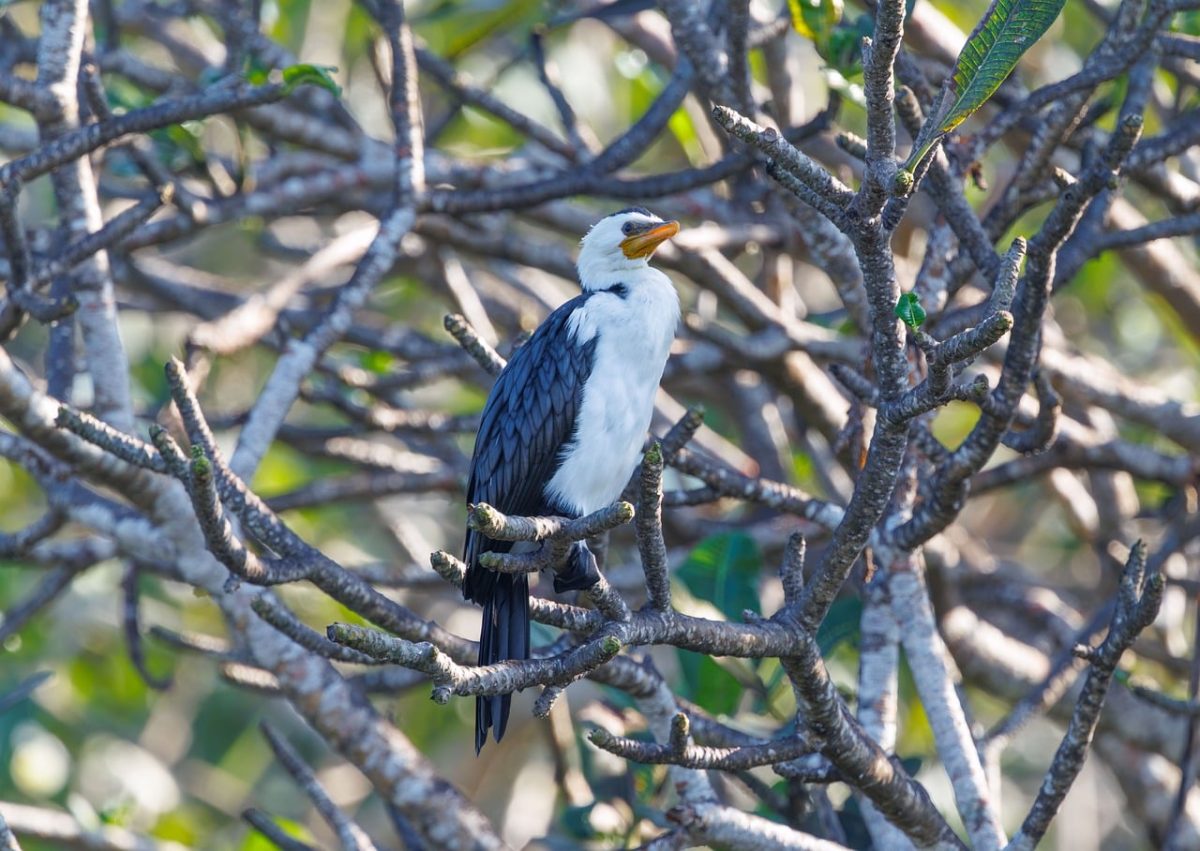 bird, wild bird, exotic bird, bird photography, wildlife, nature, indonesia, southeast asian birds, tropical wildlife, birdwatching, birding, wildlife photography, biology, natural habitat, tree, nest, branches, whitish plumage, yellow bill, sunlight