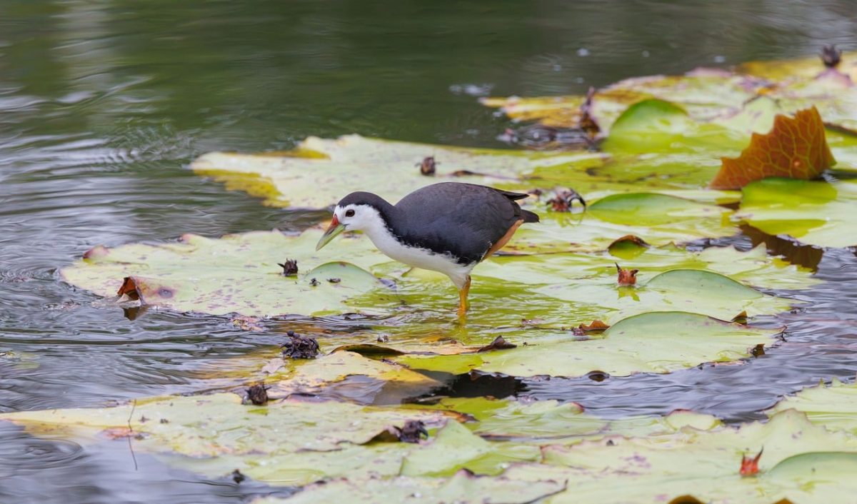 bird, bird photography, wildlife, indonesian, asian birds, tropical wildlife, lily, water plant, pond, wild bird, asian nature, nature, deep green, ecosystem, wetland, nature photography, birdwatching, wild nature, serene