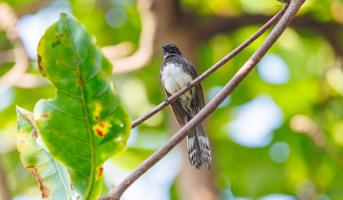 indonesia, nature, bird, wildlife, southeast asian birds, tropical wildlife, birdwatching, nature photography, exotic bird, bird photography, asian birds, fauna, animal photography, green background, wild bird, stem plant, natural environment, forest, wilderness, tree