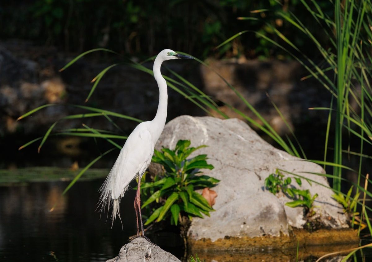 heron, nature, wildlife, bird, water bird, tropical, jungle, asian, indonesia, scene, white, pond, serene, vegetation, wading bird, ecosystem, nature photography, wild bird, tranquility, untamed