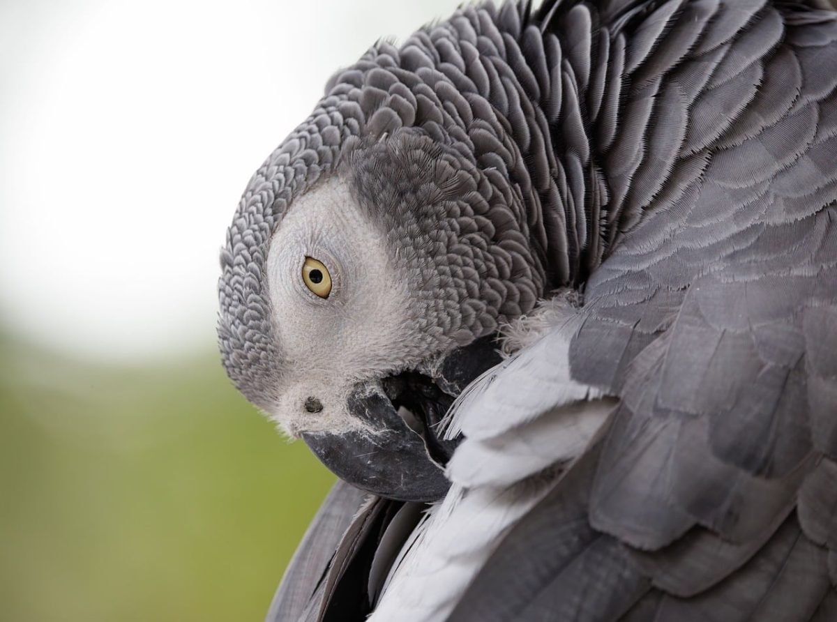 parrot, grey, african grey parrot, bird world, close-up, animal conservation, bird feathers, nature, exotic, fauna, wilderness, birdwatching, nature photography, bird life, protection, biology, bird protection, wildlife photography