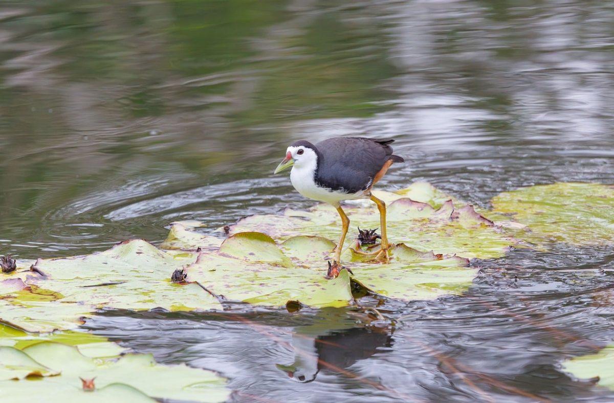 bird, wild, nature photography, nature, exotic bird, bird photography, asian birds, tropical wildlife, water bird, lotus, damp environment, natural habitat, green, black and white, red and yellow, water environment, birdwatching, indonesian animals, lying on a leaf