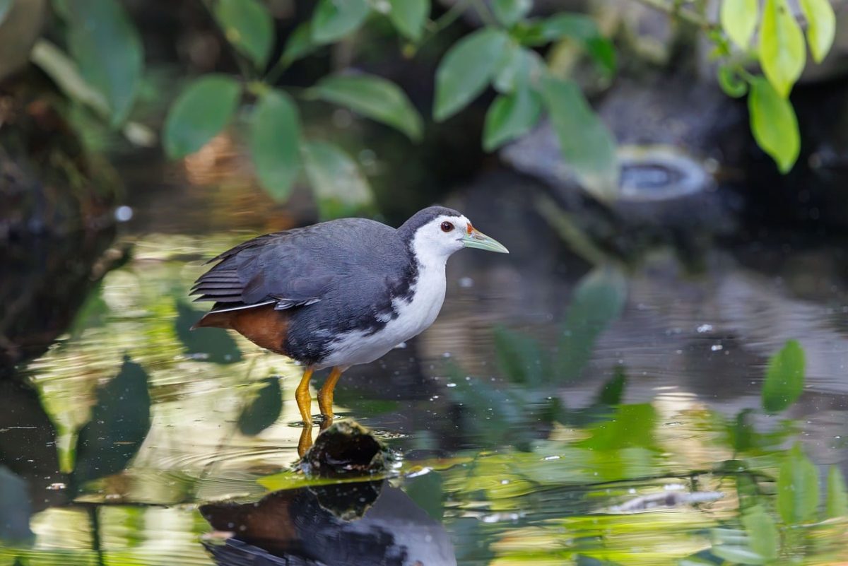 bird, bird in nature, indonesia, exotic bird, wild bird, bird photography, wildlife, nature, tropical wildlife, yellow legs, water habitat, grove, nature photography, white markings, reflection in water, water plants, watching, ornithology, island landscape