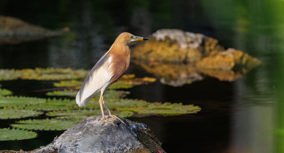 bird, indonesia, wild bird, coastal bird, nature, wildlife, water lilies, serenity, bird photography, nature photography, javan pond heron, calm water, wetland, ornithology, nesting site, summer, exotic birds, southeast asia, birdwatching, tropical environment