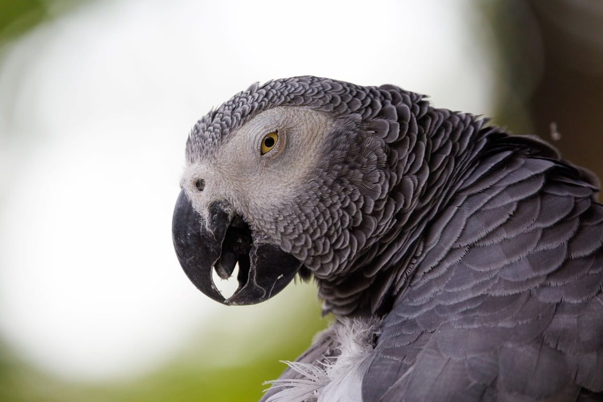 bird, parrot, nature, wildlife, gray, feathers, close-up, profile, face, zoo, wild, animal photography, ornithology, plank, portrait, detailed, eye, beak, parts, maternity