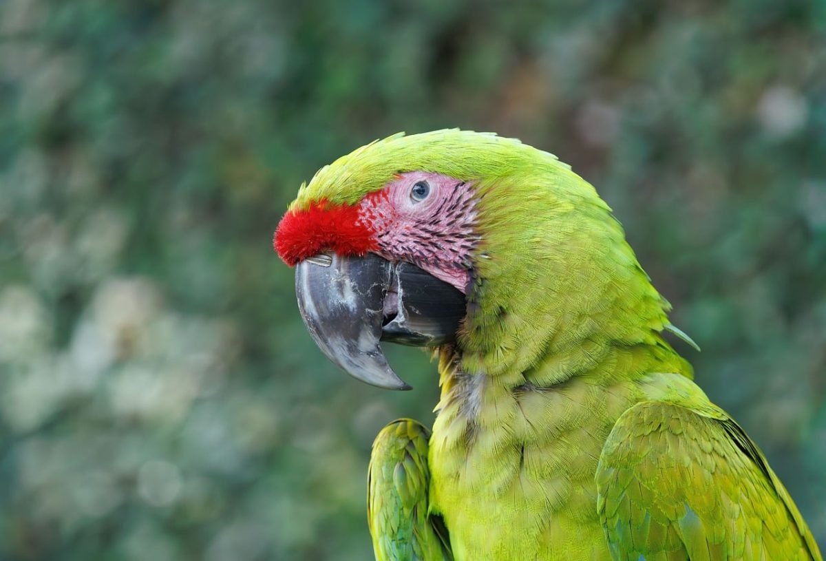 green parrot, macaw, nature, birds, wildlife, tropical wildlife, parrot, birdwatching, nature photography, green feathers, animals, typical fauna in indonesia, embodying fauna, red forehead, pheasant, rainforest birds, amateur photography, exotic birds, wildlife photography