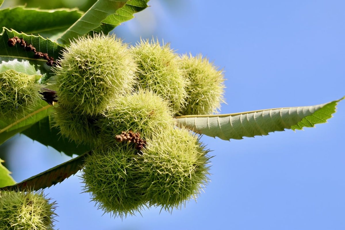 chestnut, tree, blue, sky, leaf, spiky, yellow, autumn, nature, fruit, leaf edge, sunshine, botany, green, branches, growth, horticulture, shiny, garden, shrub