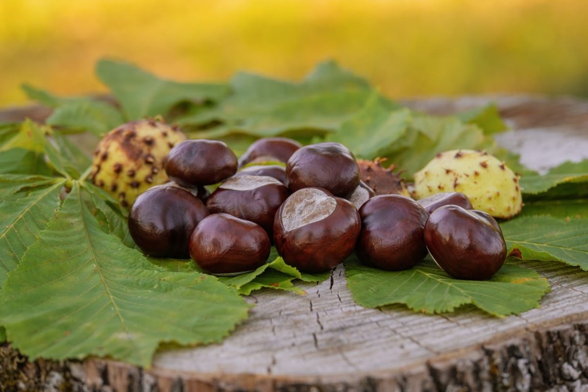 chestnuts, autumn, leaves, wood, bark, trunk, nature, autumn leaves, chestnut bark, forest fruits, natural texture, rustic, background, tree stump, countryside, garden decor, rural life, nuts, botany, fruits