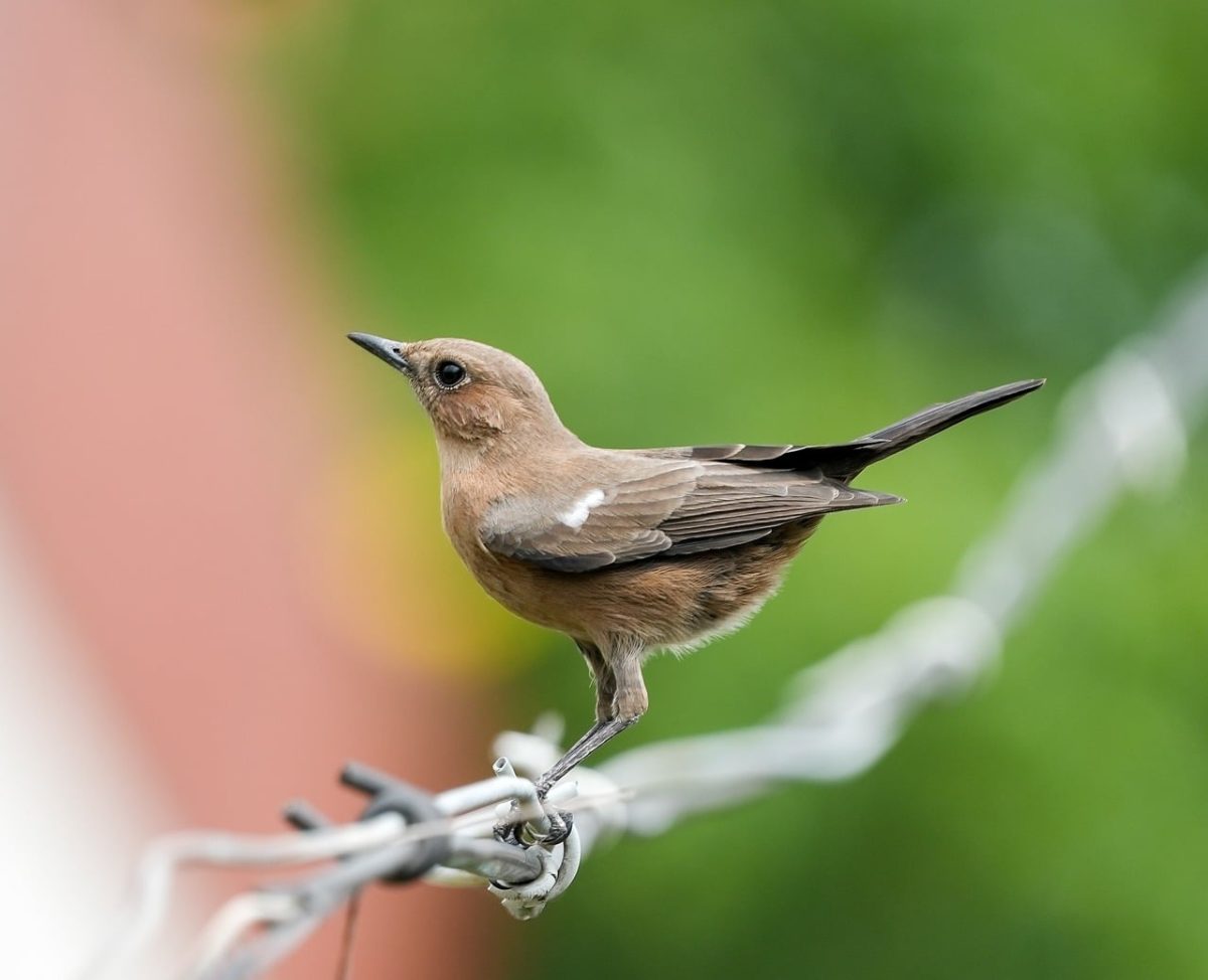 bird, branch, hd wallpaper, full hd wallpaper, nature, laptop wallpaper, beautiful wallpaper, nest, tree, wild, ornithology, mac wallpaper, brown color, barbed wire, songbird, windows wallpaper, perspective, outdoor, wire, desktop backgrounds, free background, 4k wallpaper, red wall, cool backgrounds, background, wallpaper hd, birdwatching, wild birds, contrast, 4k wallpaper 1920x1080, voyeurism, wallpaper 4k, free wallpaper, outdoor environment