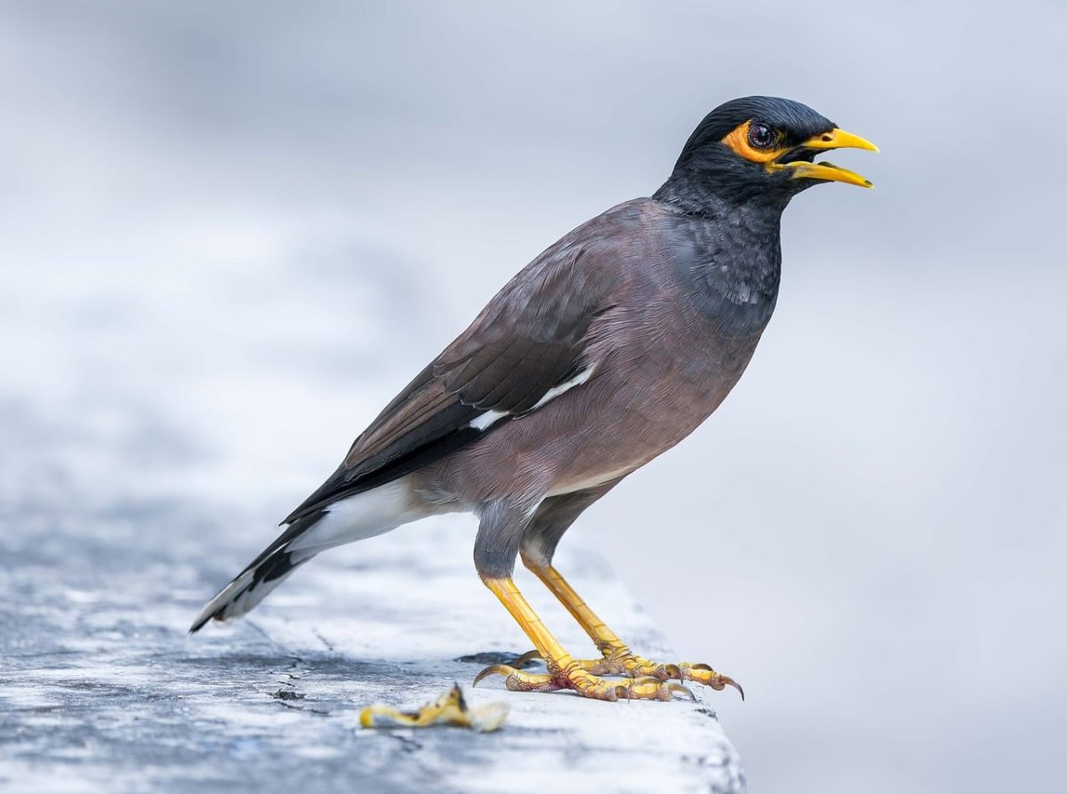 bird, myna, wildlife, birdsong, nature, singing bird, animal species, biology, yellow beak, grey feathers, animal background, bird view, bird detail, green space, animal photography, wild bird, bird behavior, outdoor environment