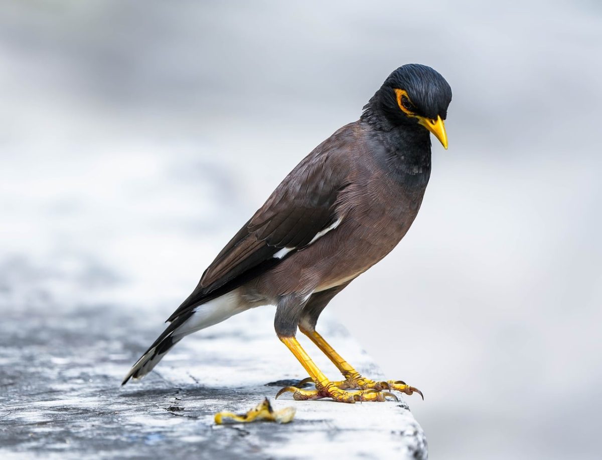 bird, insectivorous bird, myna, yellow beak, black bird, bird in nature, exotic bird, wildlife, bird portrait, close-up, animal portrait, wild bird, beak, mountains, light blue background, nature, yellow legs, beautiful bird, ornithology
