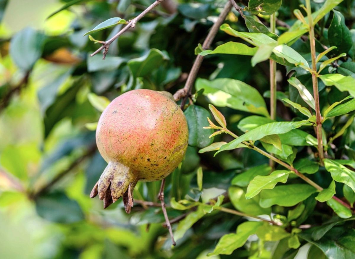 pomegranate, fruit on tree, ripe fruit, garden plant, leaves, botany, nature, green color, red color, summer season, crop, agriculture, healthy eating, vitamins, food cultivation, freshness, health benefits, exotic fruit, natural environment, fruit cultivation