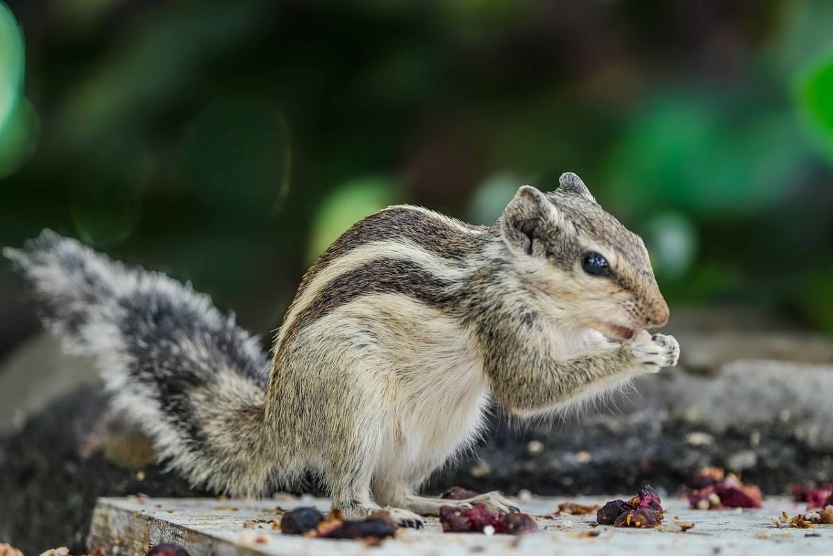 squirrel, wildlife, outdoor, nature, small animal, foraging, natural environment, animal kingdom, feeding, stripes, small creatures, bushy tail, rodent, garden, fresh flowers, fruit, nuts, lifestyle, flying squirrel, forest