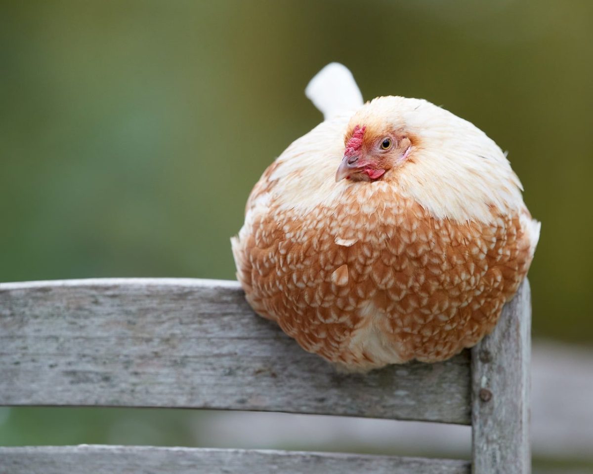 chicken, hen, bird, feathers, fluffy, sitting, garden, nature, farm animal, calm, outdoors, wood, chair, surface, looking, preening, cute, comfortable, domesticated, pet, weathered