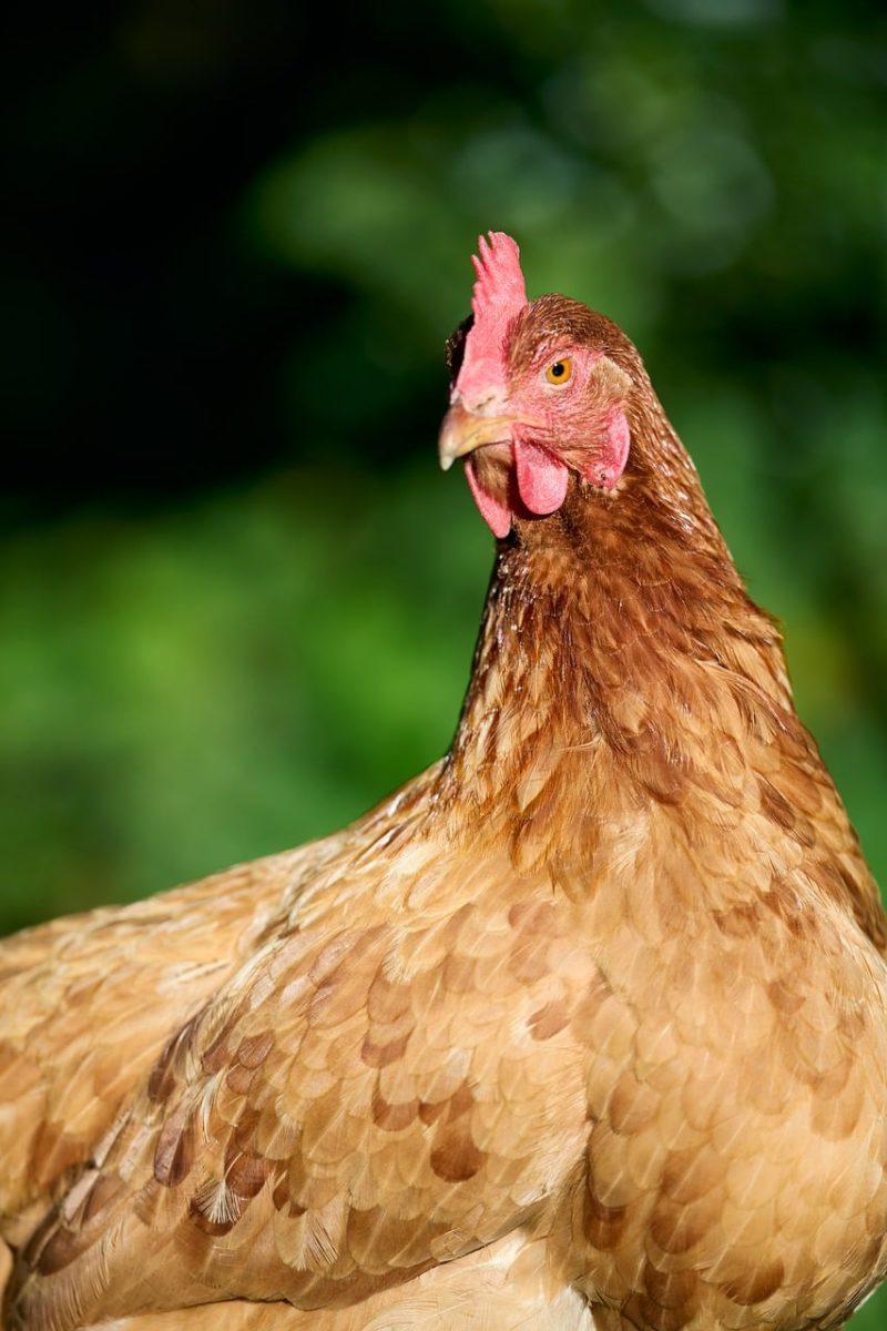 chicken, rural, organic, country life, farm, poultry, comb, beak, brown, nature, domesticated, portrait, feathers, close-up, free-range, rural scene, animal, agriculture, appearance, pasture-raised