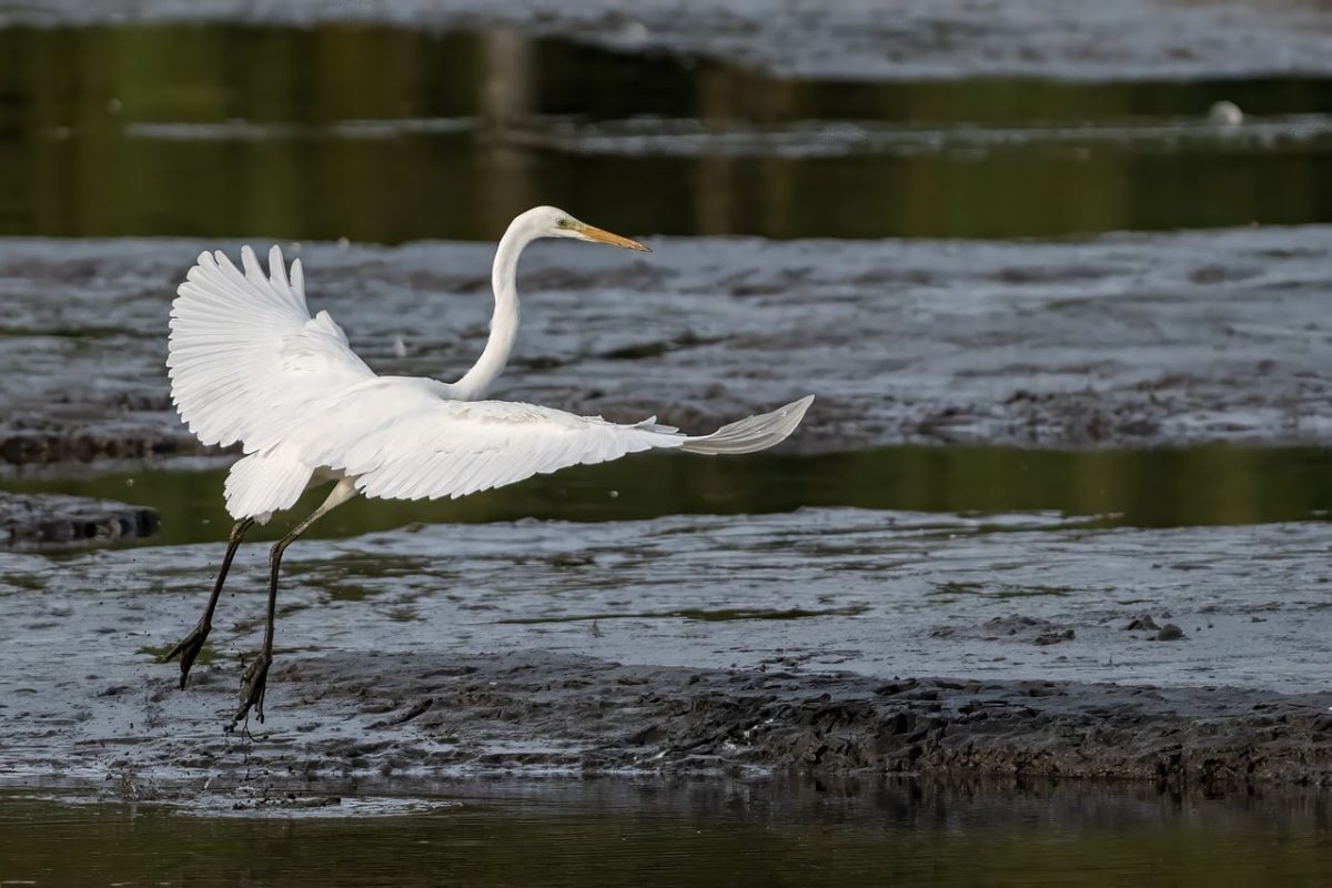 heron, bird, wings, flight, sea, mud, wild, birdwatching, lake, nature, white, bird species, beak, ecology, catch, river, water, environment, image, fauna, habitat