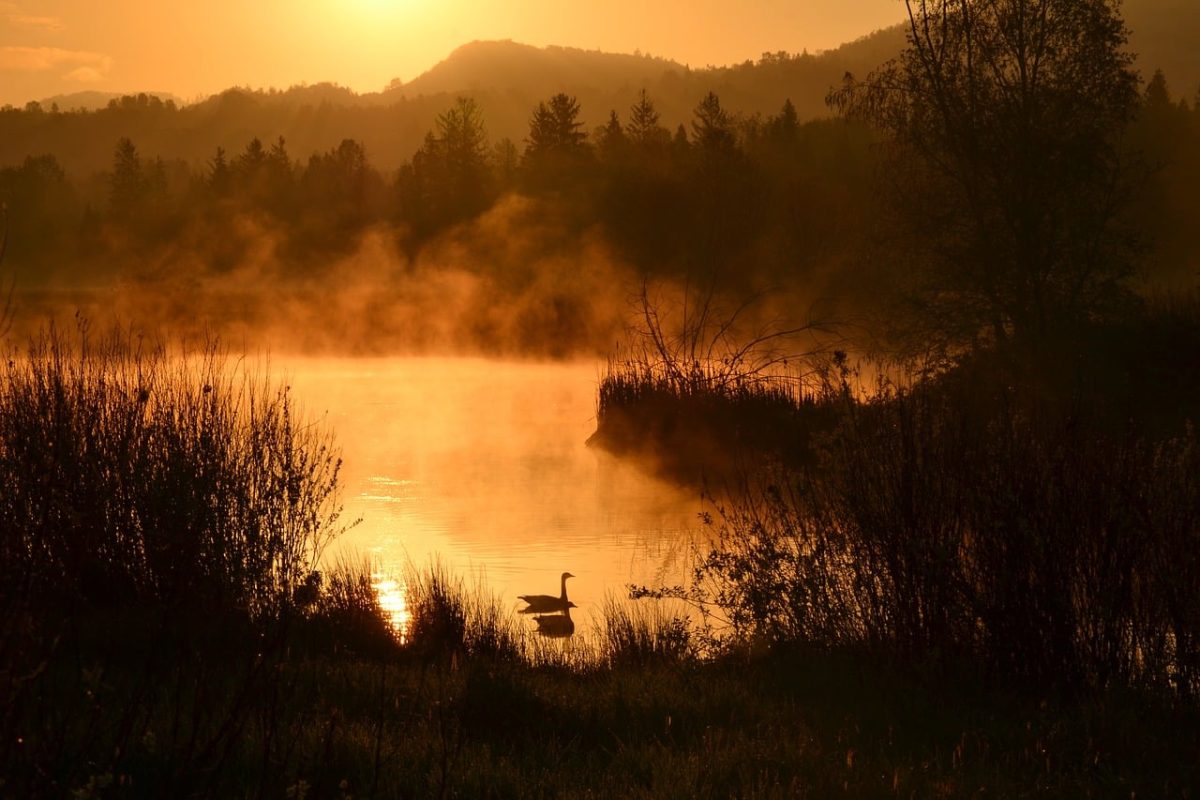 pond, water, cool backgrounds, beautiful wallpaper, nature background, nature, steam, free wallpaper, sunrise, 4k wallpaper 1920x1080, 4k wallpaper, trees, hills, contrast, full hd wallpaper, hd wallpaper, silhouette, bird, weeds, orange, wallpaper, nature wallpaper, desktop backgrounds, background, beautiful nature, reflection, mist, calm, mac wallpaper, natural landscape, golden, wallpaper 4k, free background, dawn, laptop wallpaper, wallpaper hd, windows wallpaper, peace