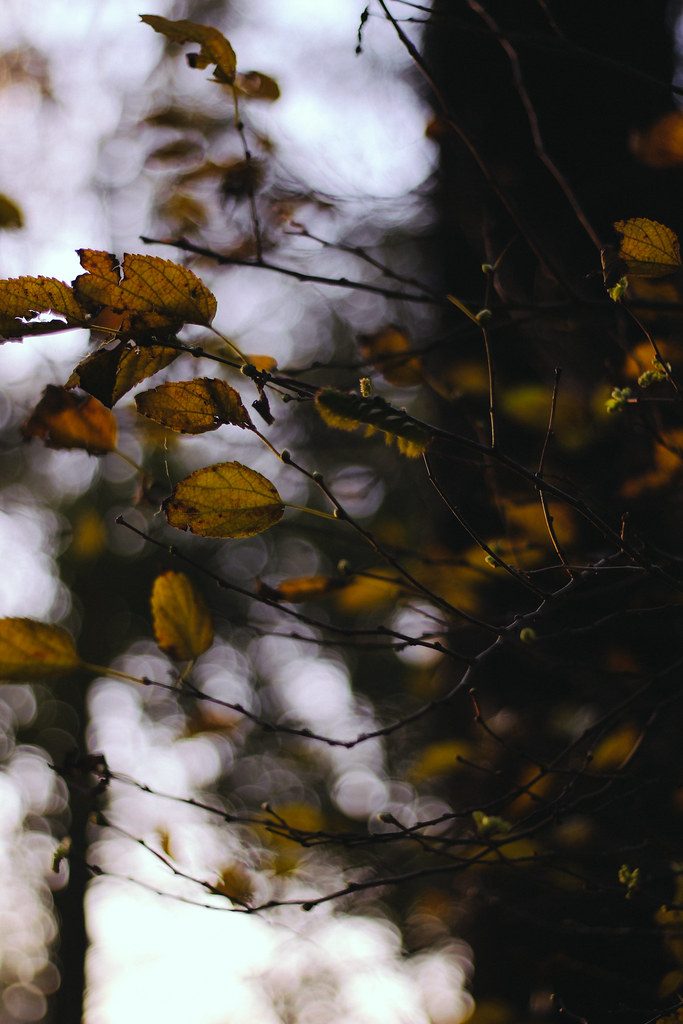 50mm, nature