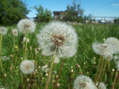 natura, naturaleza, nature