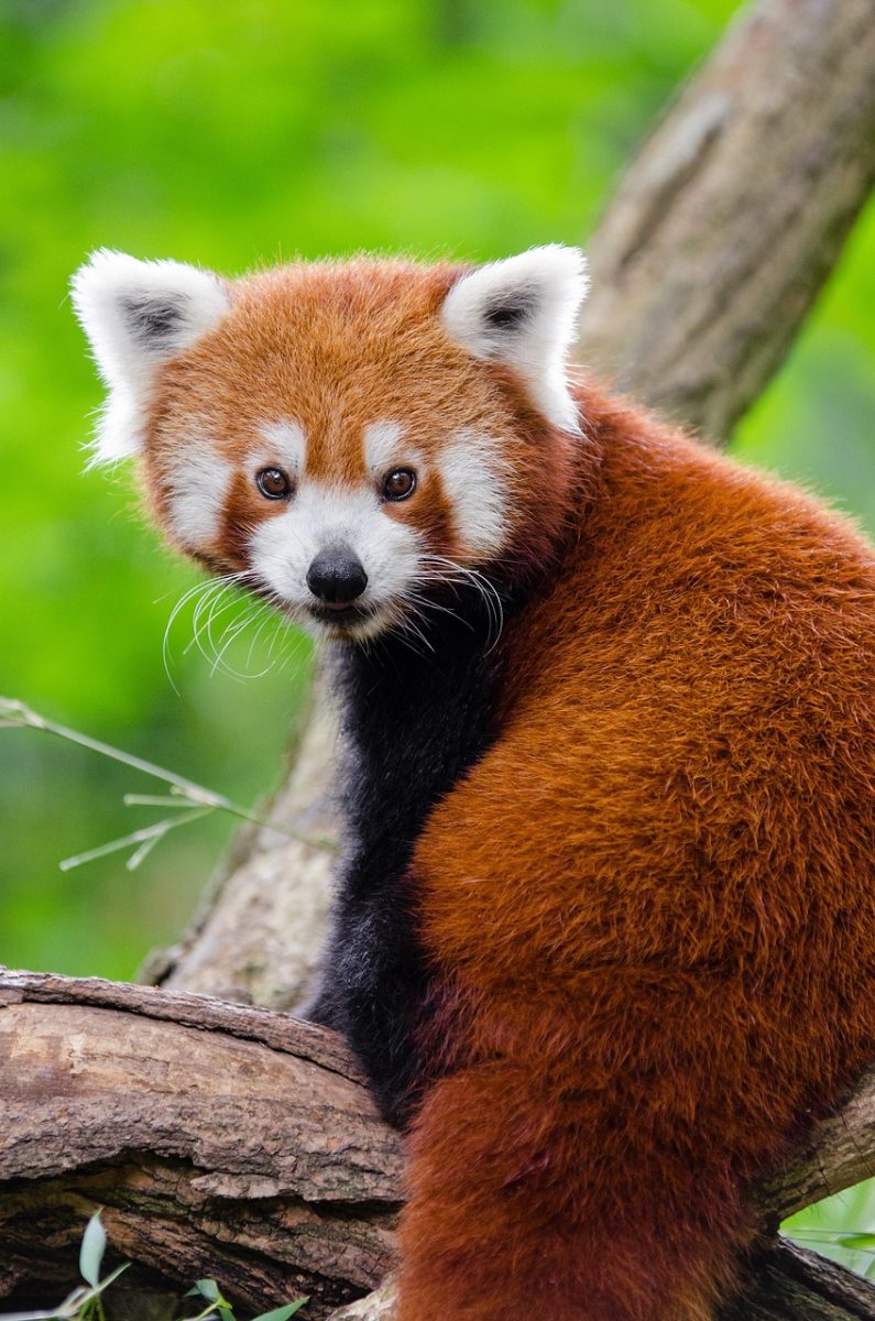 red panda, animal, cute, furry, outdoors, wildlife, portrait, animal world, fauna, wilderness, nature, wild anima, wildlife photography