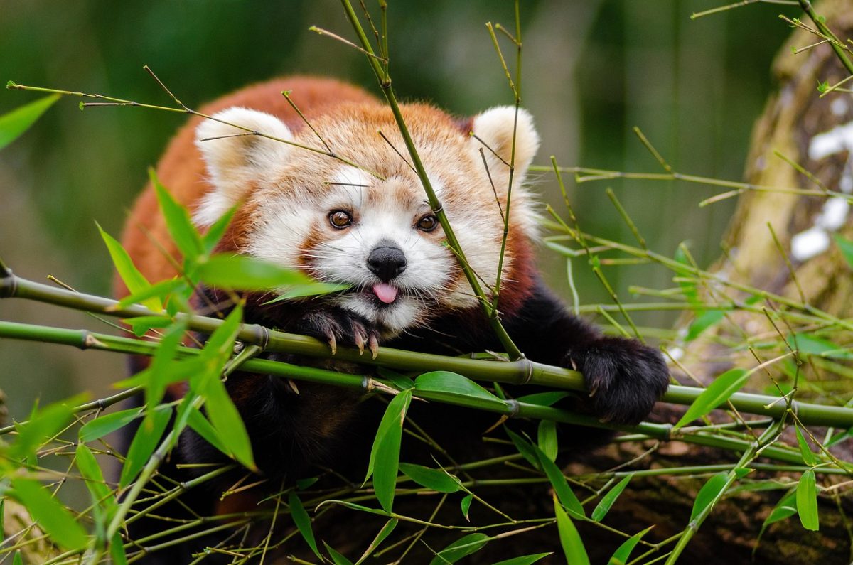 red panda, bamboo, tongue out, mammal, animal, wild, wild animal, wilderness, wildlife, wildlife photography, animal world, nature, adorable, cute, leaves, plants, red panda, red panda, red panda, red panda, red panda