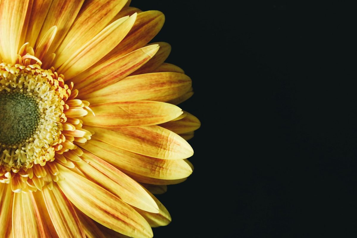 sunflower, blossom, cool backgrounds, laptop wallpaper, mac wallpaper, yellow, beautiful wallpaper, flower background, flower, nature, close up, 4k wallpaper, free wallpaper, hd wallpaper, macro, wallpaper, windows wallpaper, floral background, yellow flower, desktop backgrounds, free background, beautiful flowers, yellow petals, full hd wallpaper, wallpaper 4k, 4k wallpaper 1920x1080, wallpaper hd, flower wallpaper, flora, bloom