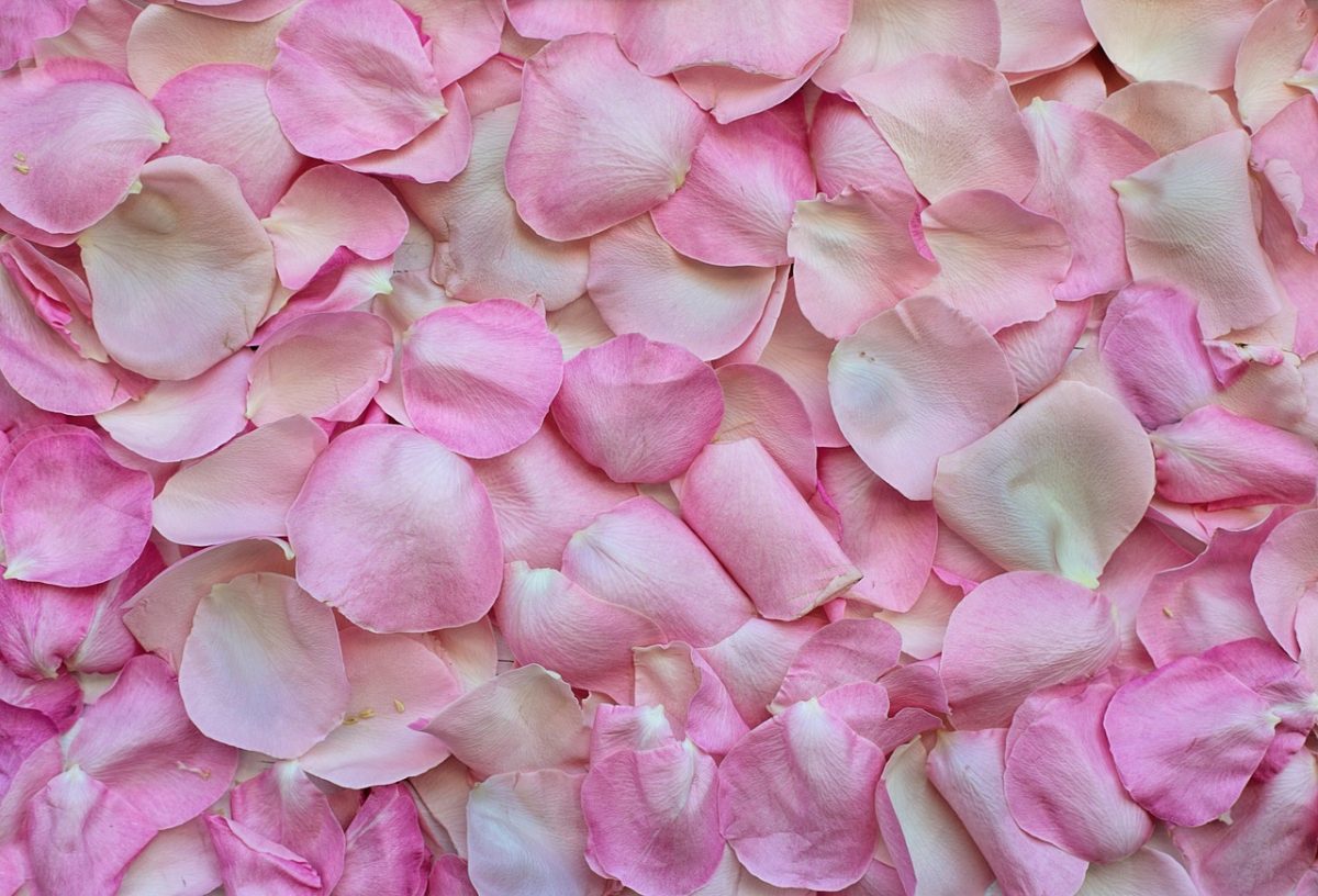 rose petals, pink, background, free background, wallpaper 4k, love, valentine's day, valentines, romance, romantic, windows wallpaper, wedding, flower, cool backgrounds, nature, hd wallpaper, flora, color, free wallpaper, desktop backgrounds, rose wallpaper, pink nature, laptop wallpaper, beautiful wallpaper, pink background, floral background, pink love, pink flower, full hd wallpaper, pink rose, pink wedding, 4k wallpaper 1920x1080, wallpaper hd, beautiful flowers, flower wallpaper, 4k wallpaper, pink wallpaper, mac wallpaper, pink color, flower background, pink natural