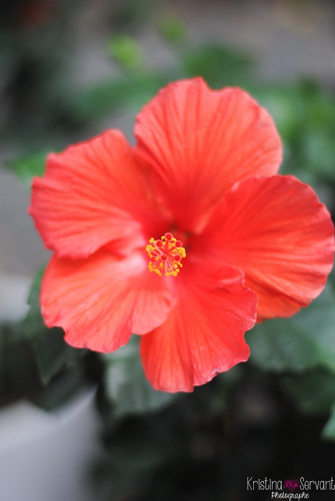 flower, nature