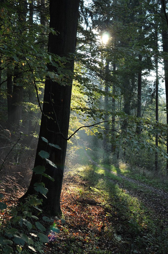 forest, nature