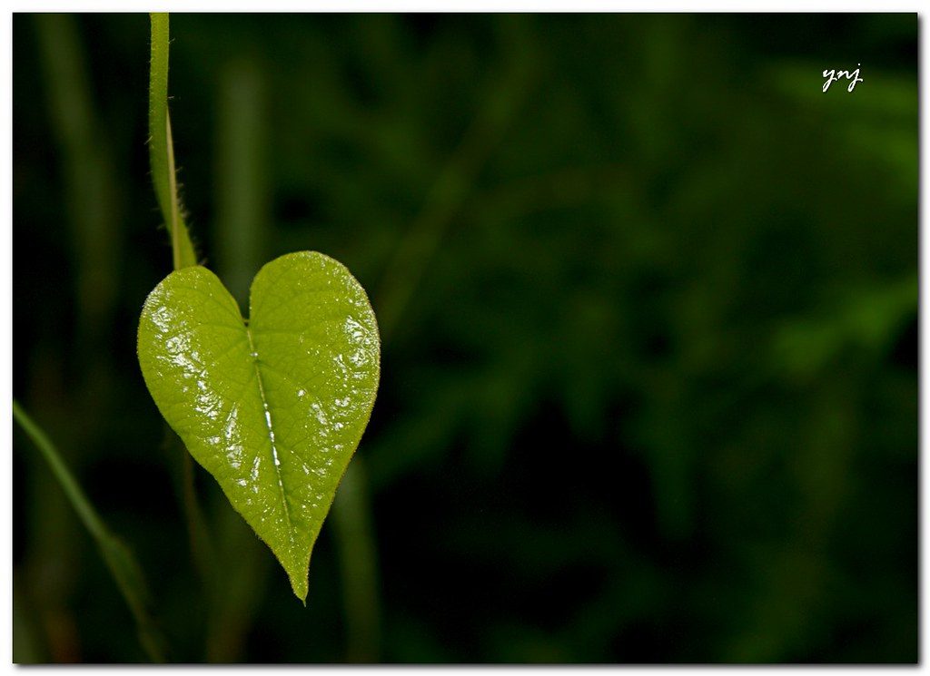 canon, canonrebelxs, green, heart, india, joshi, leaf, maharashtra, nature, pune, sigmaapodgmacro70300, viaflickrqcom, yogendra, bright, dew