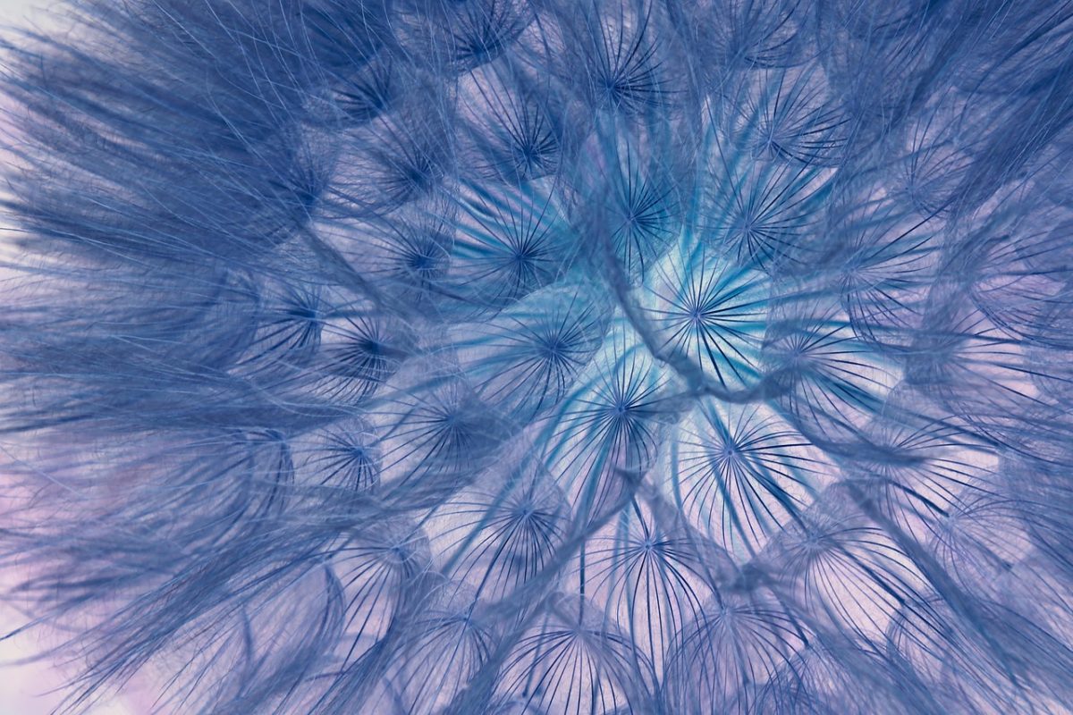 dandelion, 4k wallpaper, 4k wallpaper 1920x1080, seeds, flower, windows wallpaper, cool backgrounds, nature, macro, blooms at, spring, wind, summer, blue, white, hd wallpaper, from close, wildflower, color, structure, beautiful wallpaper, umbrella, beautiful flowers, flower background, light, laptop wallpaper, full hd wallpaper, mac wallpaper, fantasy, inverse, wallpaper 4k, free background, floral background, wallpaper hd, background, free wallpaper, close, desktop backgrounds, fluffy, flower wallpaper