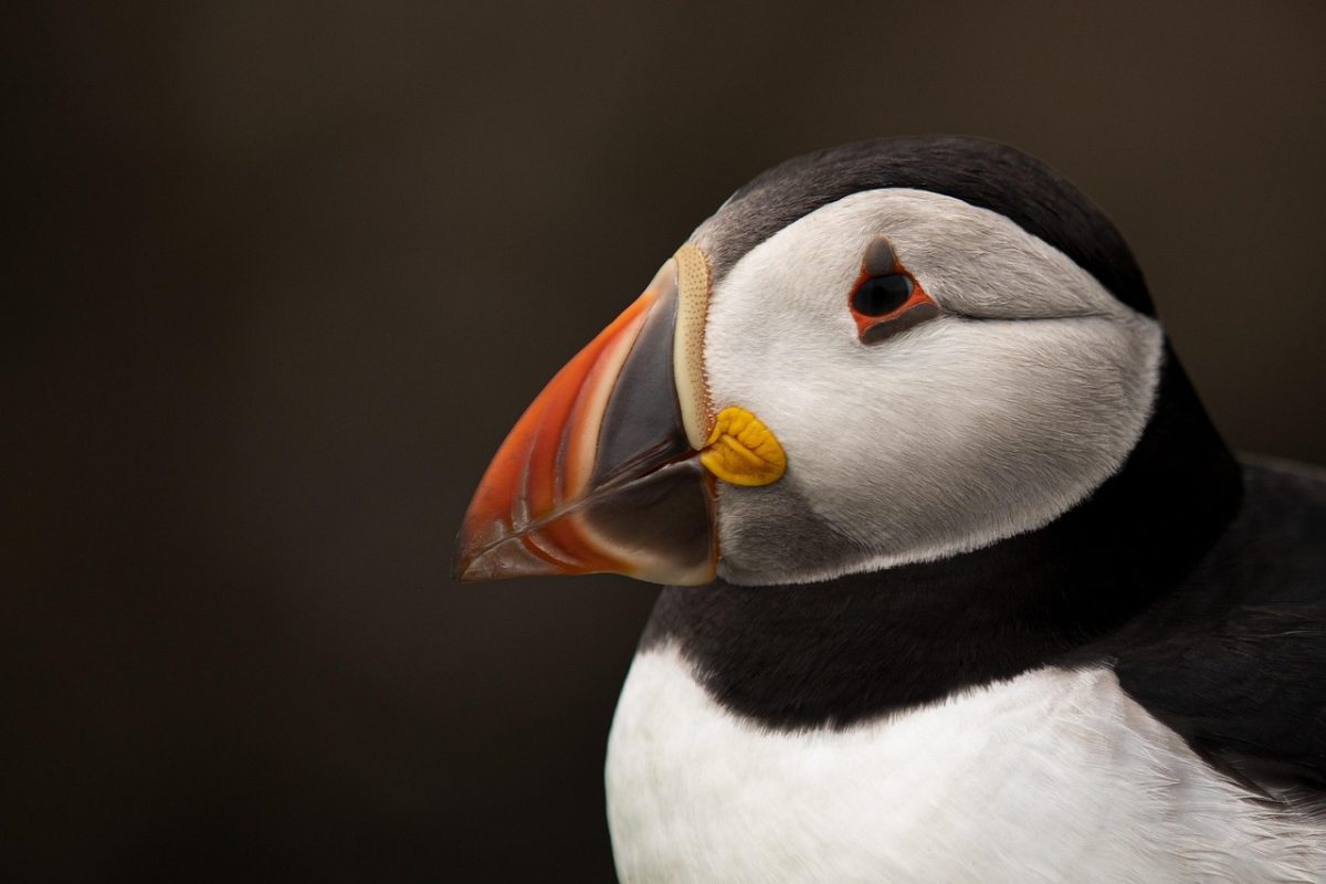 bird, puffin, ornithology, nature, species, fauna, avian, animal, beak, wild, plumage