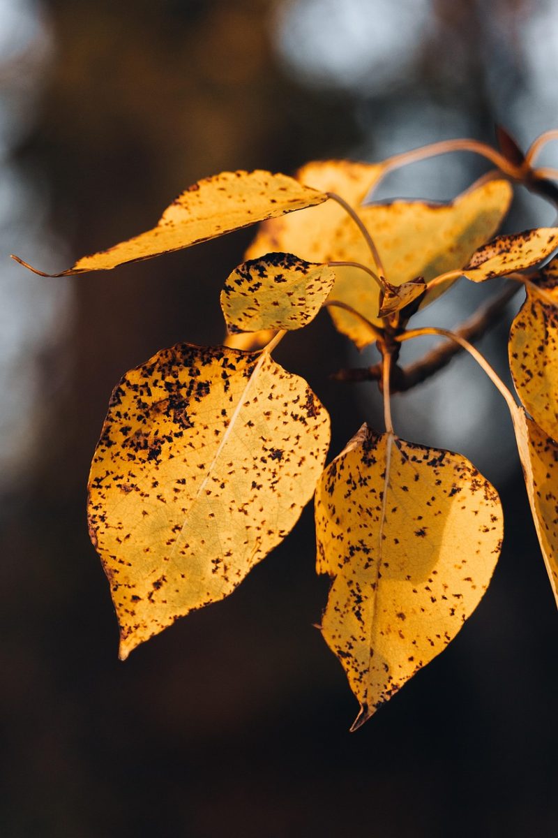 autumn, foliage, leaves, fall season, nature