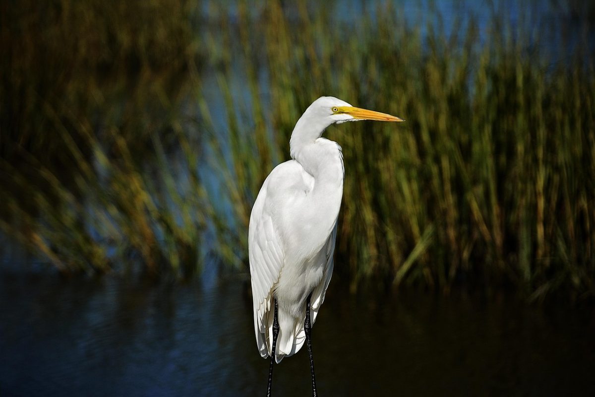 egret, bird, water bird, animal, lake, water, plumage, feathers, beak, animal world, nature, wildlife, egret, egret, egret, egret, egret