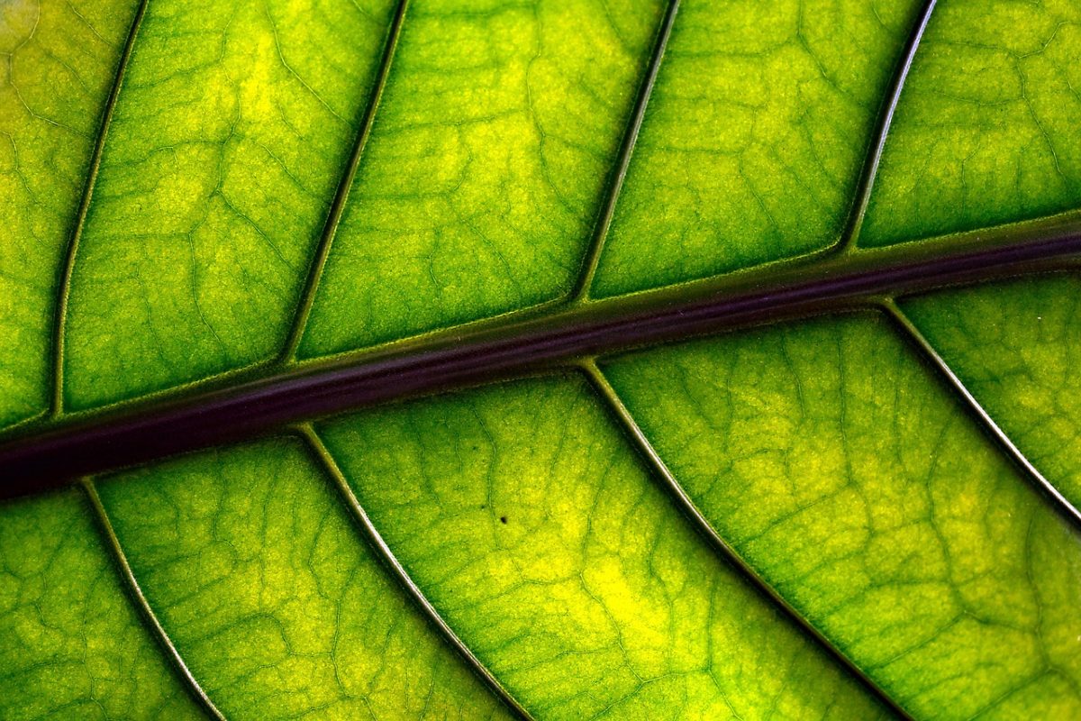 leaf, leaf veins, plant, nature, closeup