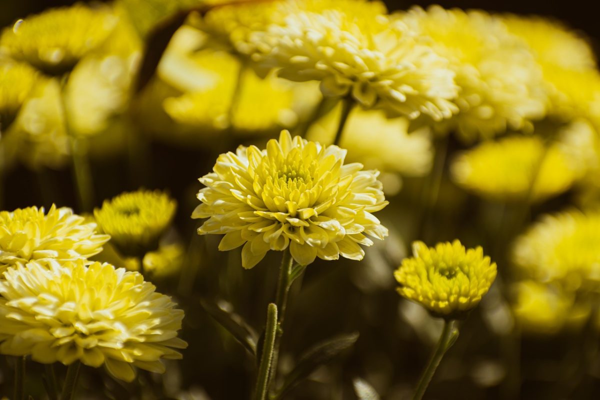 chrysanthemum, 4k wallpaper 1920x1080, flowers, plant, yellow flowers, cool backgrounds, blossom, bloom, mac wallpaper, laptop wallpaper, fall, autumn, wallpaper hd, flower wallpaper, autumn flowers, beautiful flowers, nature, beautiful wallpaper, flora, wallpaper 4k, desktop backgrounds, background, beautiful, 4k wallpaper, botanical, full hd wallpaper, flower background, botany, bright, windows wallpaper, bunch, hd wallpaper, colorful, floral background, free background, free wallpaper, closeup