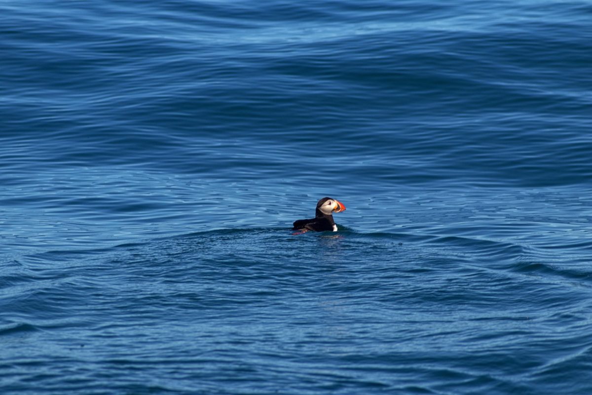 puffin, bird, ocean, wild, animal, nature, puffin, puffin, puffin, puffin, puffin