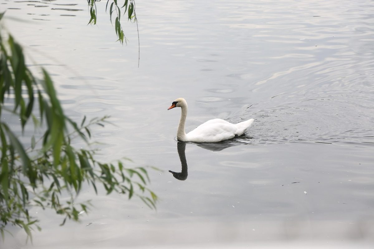 swan, bird, lake, swim, nature, water, swan, swan, swan, swan, swan