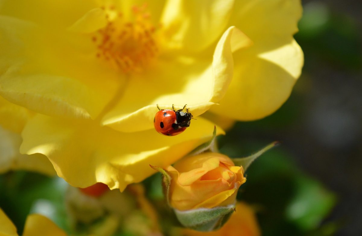 ladybug, beautiful flowers, roses, yellow roses, nature, blooms, yellow flowers, flora, flying beetle, lucky charm, beetle, aphid hunter, insect, floral background, flower wallpaper, flowers background, nature wallpaper, summer, garden, blossoms, flower, fana, hd wallpaper, flower background, coccinellidae