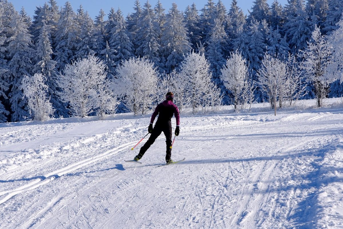 snow, trees, cross-country skier, winter landscape, sports, fitness, leisure time, winter sports, nature, covered in snow, winter