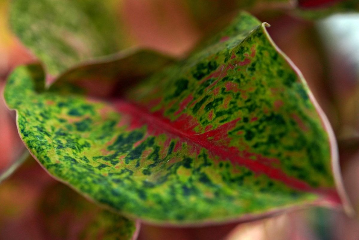 aglonema, nature, plant, leaves, flora, botany