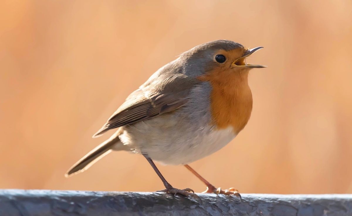 robin, bird, pen, nature, portrait, nature background, wallpaper hd, hd wallpaper, free background, ornithology, full hd wallpaper, background, wallpaper 4k, windows wallpaper, beautiful wallpaper, 4k wallpaper 1920x1080, wallpaper, beautiful nature, feather, laptop wallpaper, cool backgrounds, nature wallpaper, mac wallpaper, singing bird, beak, 4k wallpaper, singing, free wallpaper, sound, music, desktop backgrounds, cute