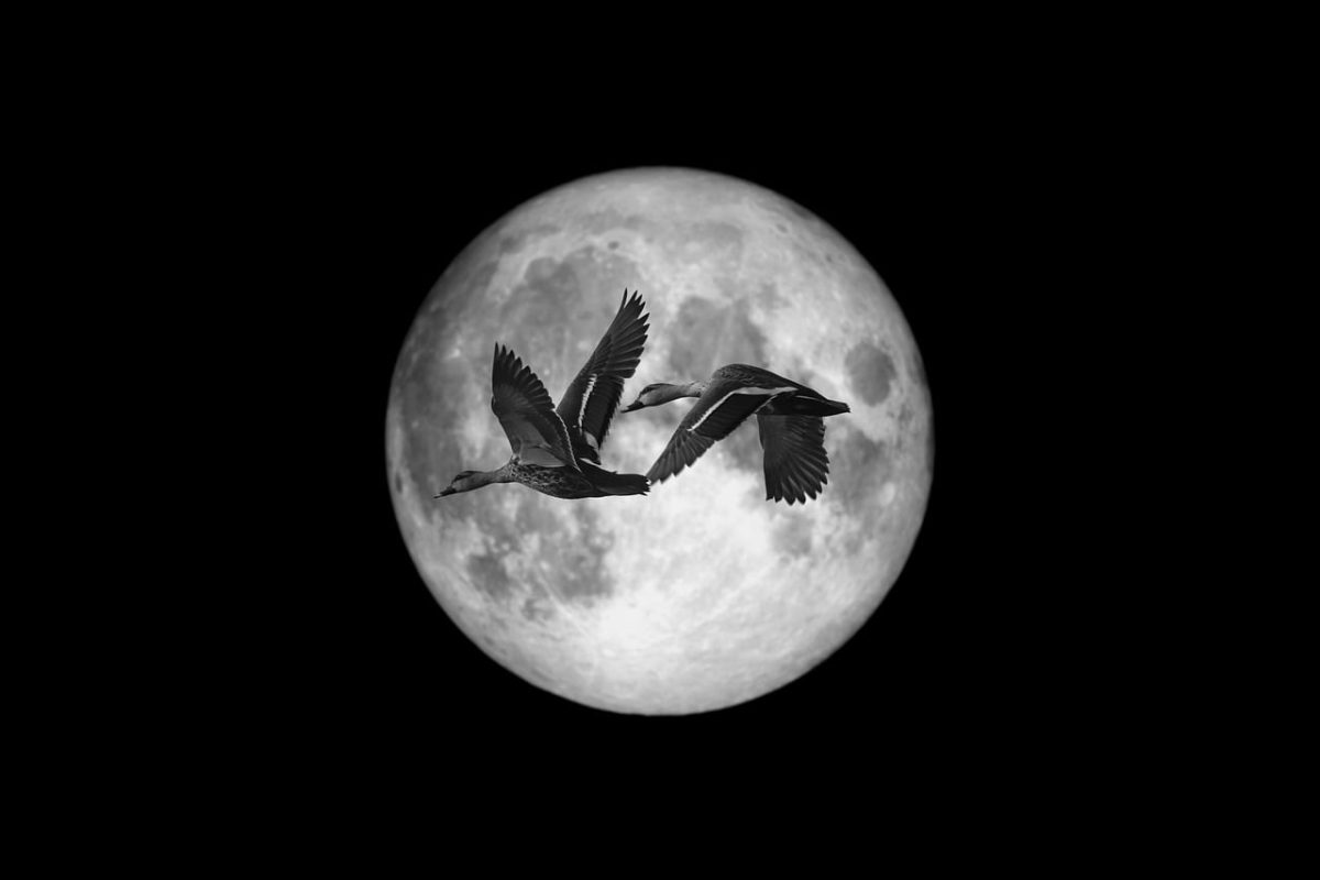 moon, ducks, birds, flight, wings, surreal, fantasy, nature, darling, night