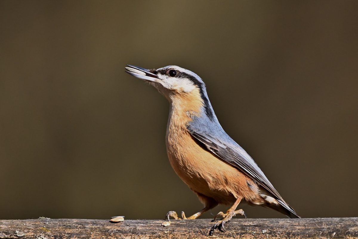 nuthatch, bird, wildlife, beak, plumage, ornithology, nature
