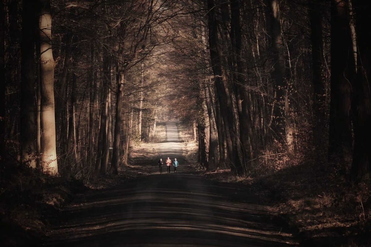 forest, sports, nature, forest run, forest path, athletes, cross-country skier, morning exercise, landscape