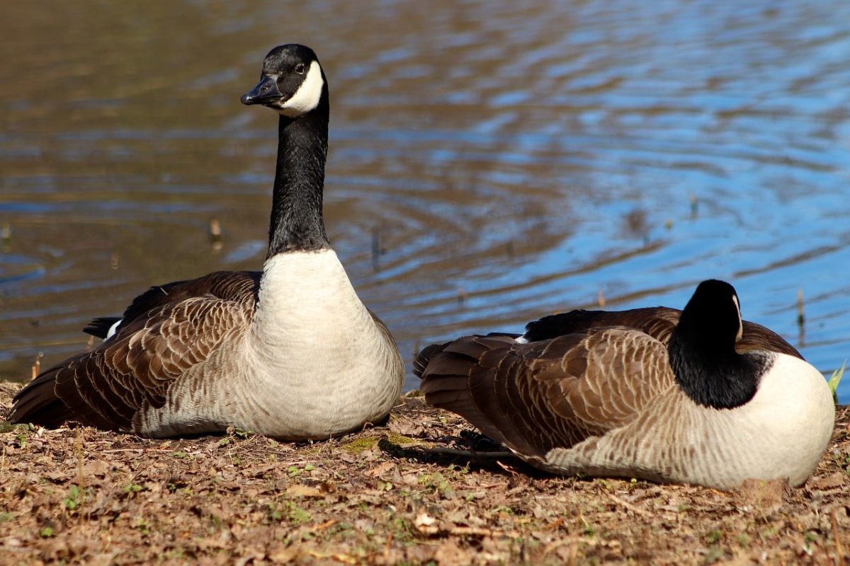 canada goose, geese, animal, goose, waterfowl, wild goose, pond, nature, asleep, wildlife, bird