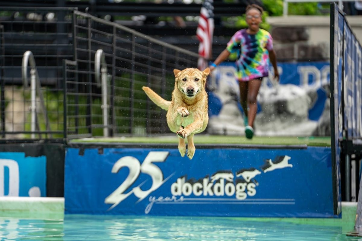 dog diving, canine sports, dog competition, water dogs, dog jump, splash, dog in midair, sporting dogs, agility dogs, active dogs, pet competition, dog event, high jump dog, dog splash, outdoor dog event, athletic dogs, water sport, dog action shot, flying dog, pet photography, dog show, dog training, energetic dogs, dog leap